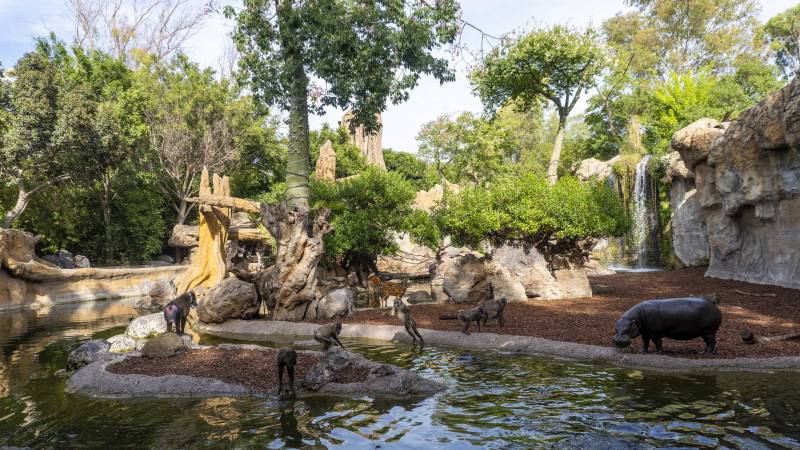 Pollos de Avefría senegalesa nacidos en BIOPARC Valencia