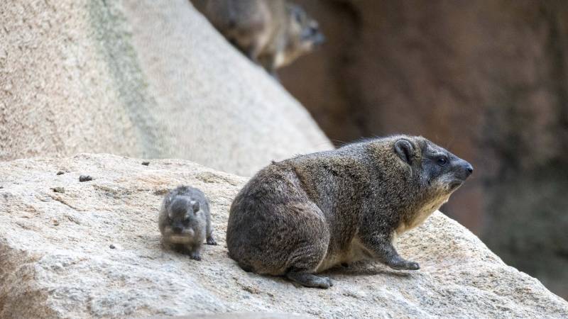 El nacimiento de Ebo fue el inicio del relevante papel de BIOPARC en el programa internacional para la conservación de los gorilas. /EPDA