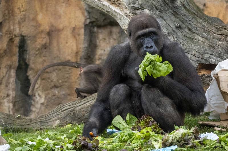 El nacimiento de Ebo fue el inicio del relevante papel de BIOPARC en el programa internacional para la conservación de los gorilas. /EPDA