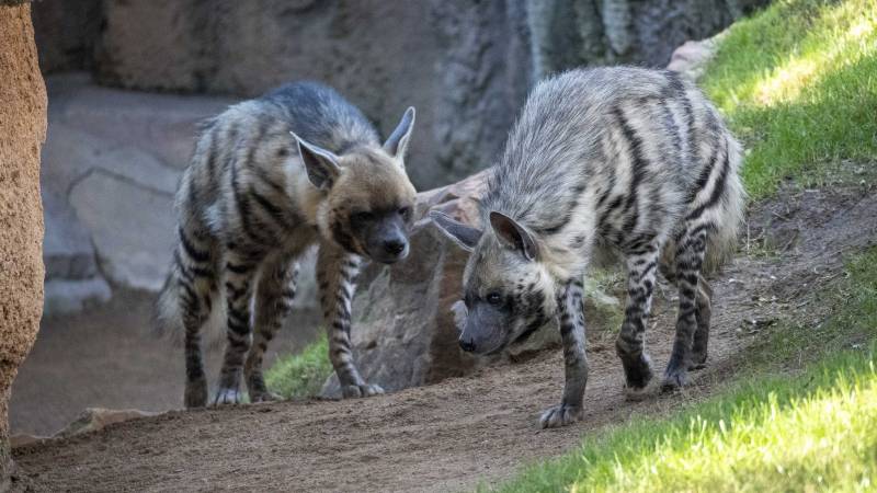 Una complicada operativa para coordinar diferentes traslados ha posibilitado el refuerzo de bongos, dik dik de Kirk, impalas, nutrias, hienas y gacelas Mhor