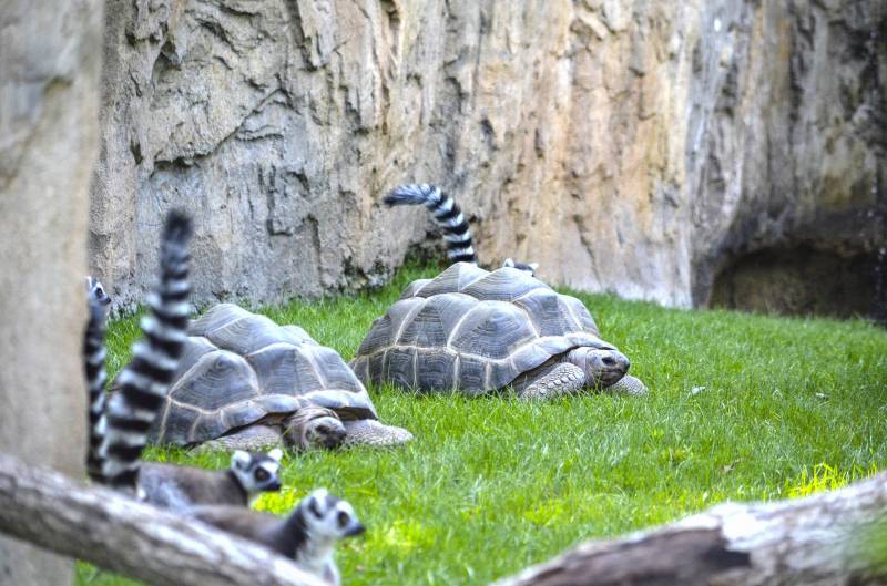 Tortugas de Aldabra - BIOPARC Valencia 2019